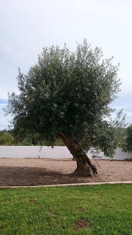 Casa Oliveiras Alvados